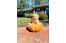 Maltipoo Puppy for Adoption