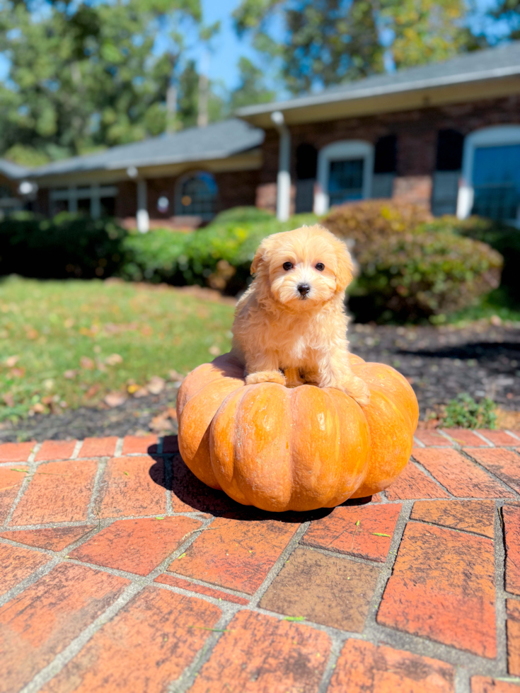 Maltipoo Puppy for Adoption