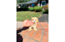 Cute Maltipoo Baby