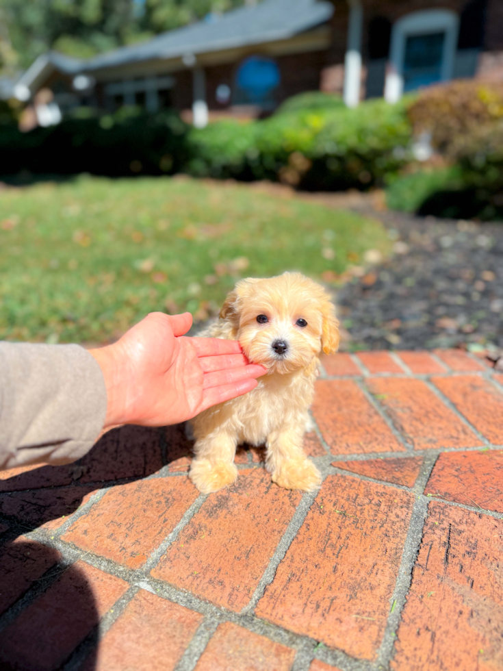 Cute Maltipoo Baby