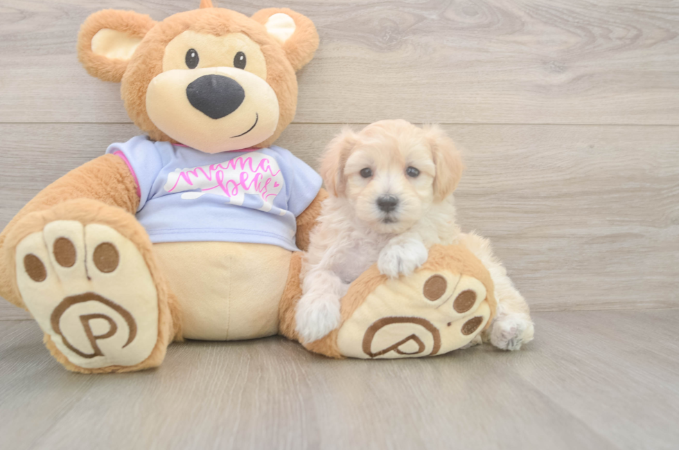 6 week old Maltipoo Puppy For Sale - Simply Southern Pups