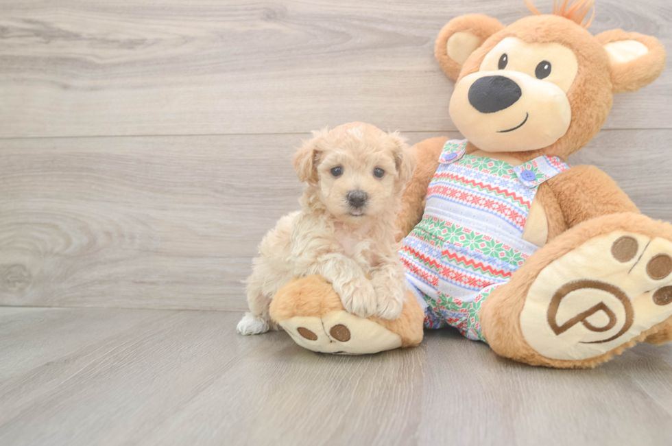 5 week old Maltipoo Puppy For Sale - Simply Southern Pups