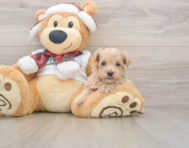 7 week old Maltipoo Puppy For Sale - Simply Southern Pups