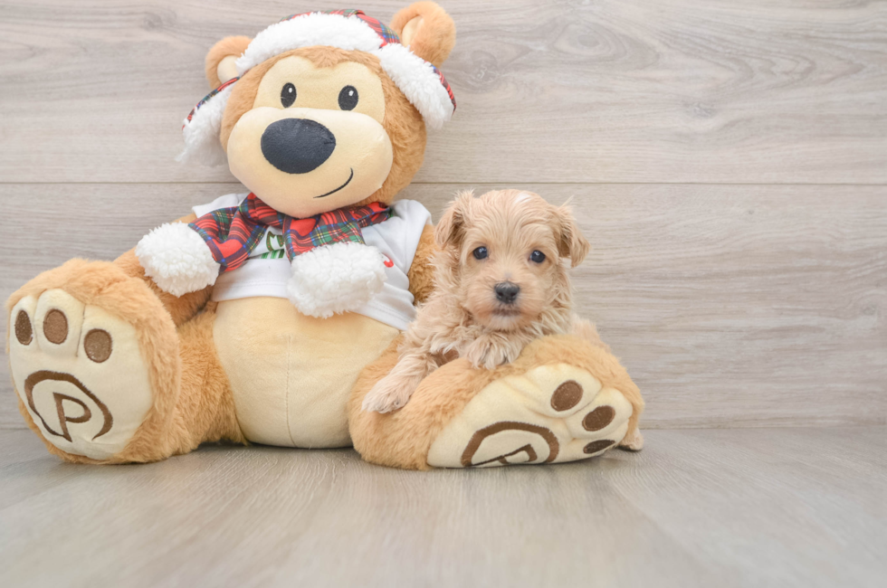 5 week old Maltipoo Puppy For Sale - Simply Southern Pups