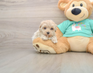 7 week old Maltipoo Puppy For Sale - Simply Southern Pups