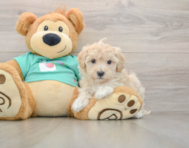 8 week old Maltipoo Puppy For Sale - Simply Southern Pups