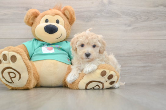 Funny Maltipoo Poodle Mix Pup