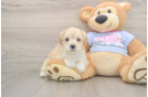 Adorable Malt Oodle Poodle Mix Puppy