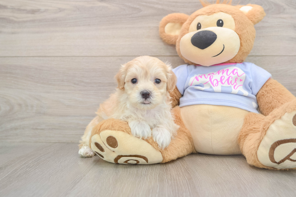 Adorable Malt Oodle Poodle Mix Puppy
