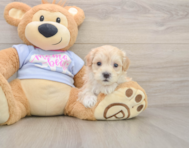 9 week old Maltipoo Puppy For Sale - Simply Southern Pups
