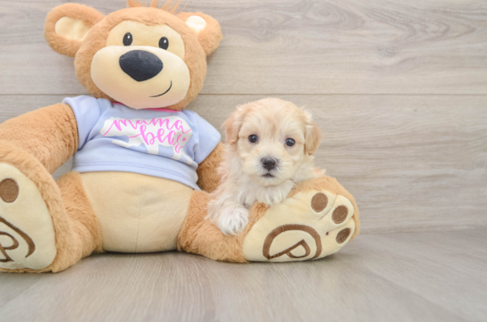Best Maltipoo Baby
