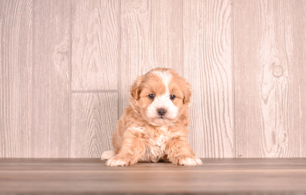 Maltipoo Pup Being Cute