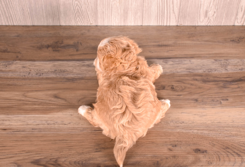 Cute Malt a Poo Poodle Mix Puppy