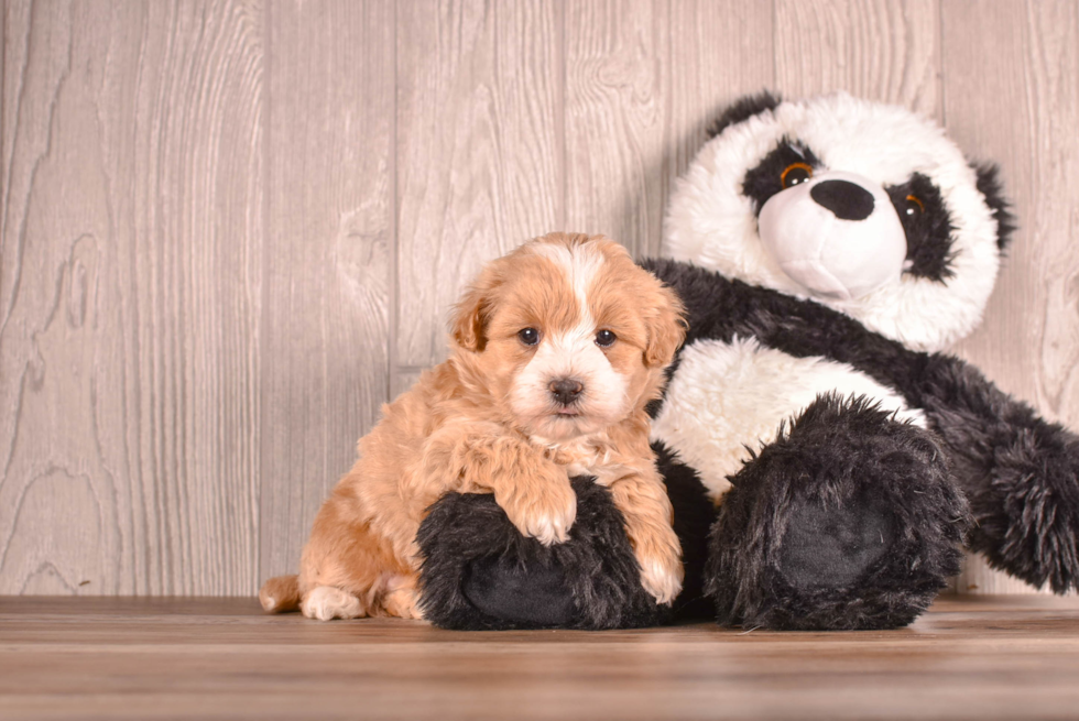 Maltipoo Pup Being Cute