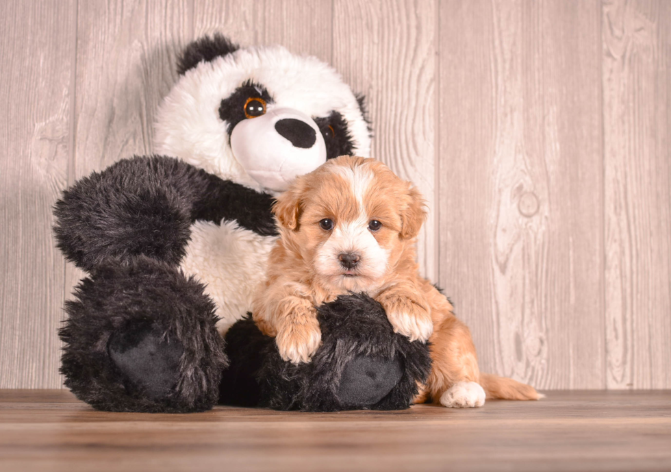 Cute Maltipoo Poodle Mix Pup