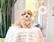 8 week old Maltipoo Puppy For Sale - Simply Southern Pups