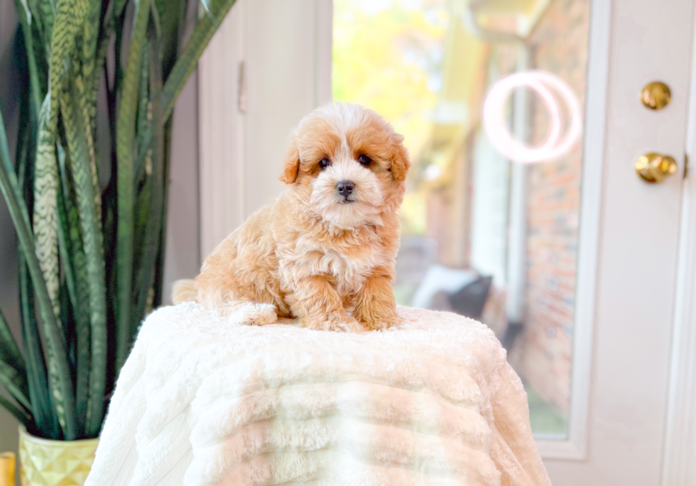 Maltipoo Puppy for Adoption