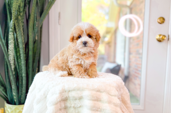 Maltipoo Puppy for Adoption