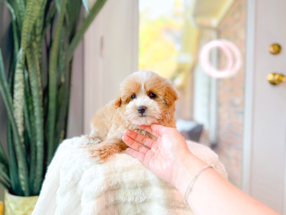 Best Maltipoo Baby