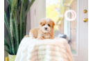 Cute Maltipoo Poodle Mix Pup