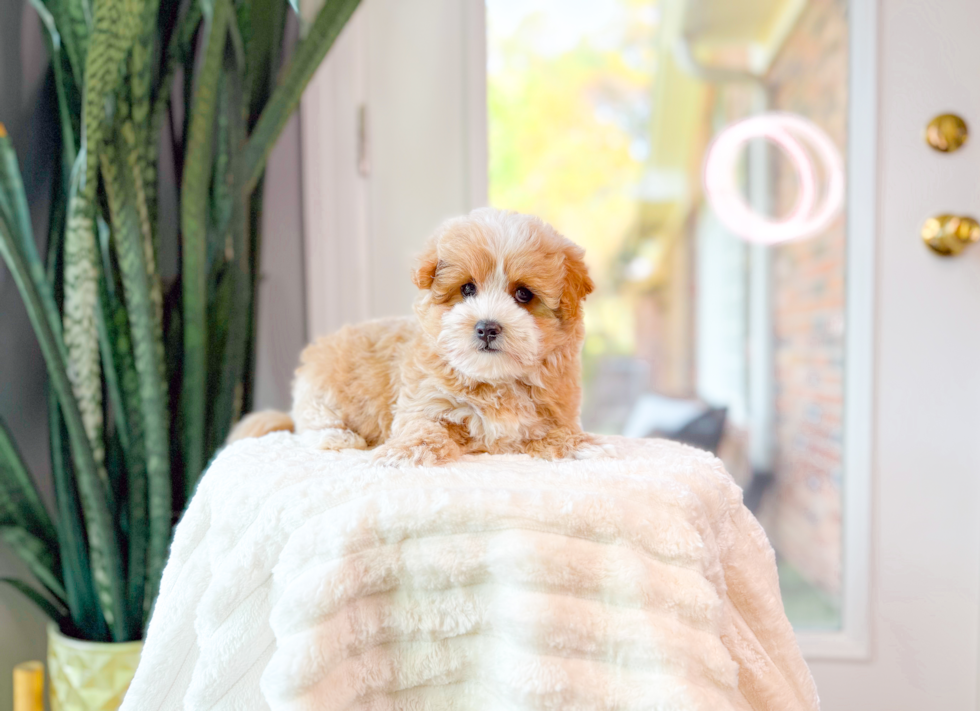Cute Maltipoo Poodle Mix Pup