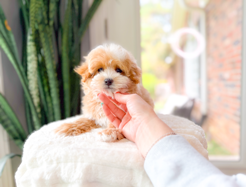 Maltipoo Pup Being Cute