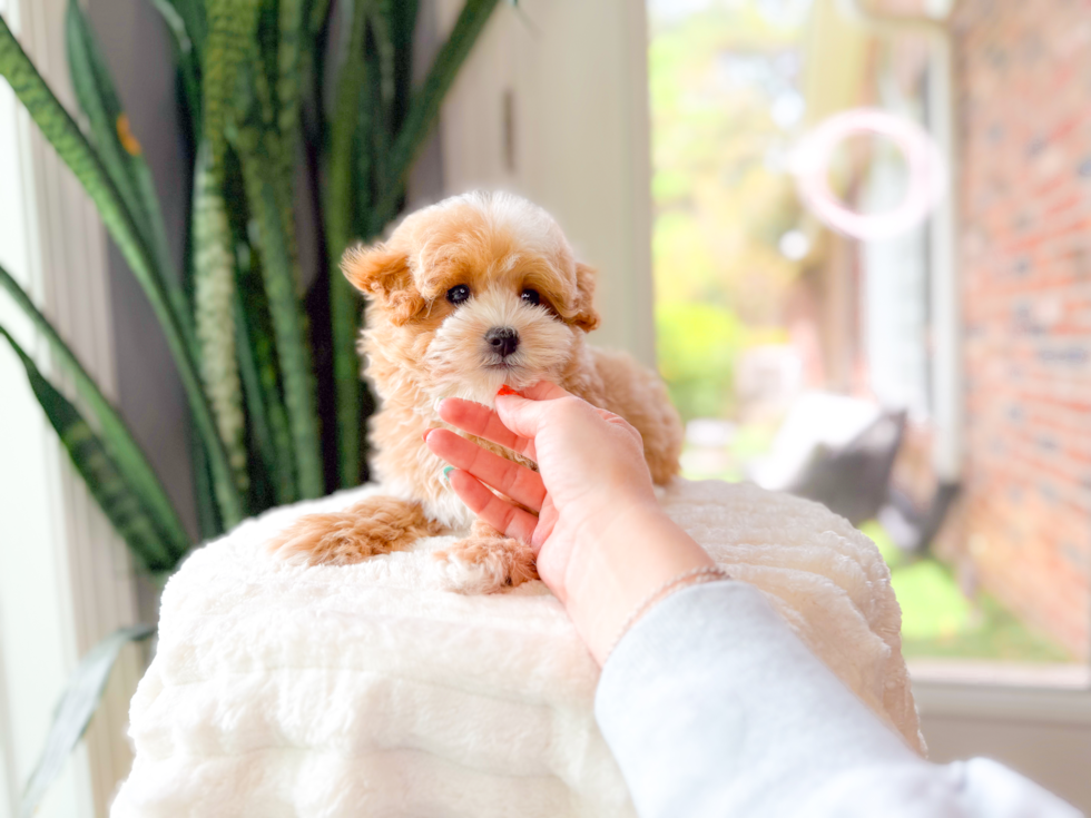 Best Maltipoo Baby