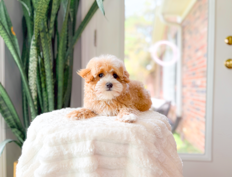 Cute Maltipoo Poodle Mix Pup