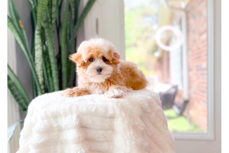 Cute Maltipoo Poodle Mix Pup