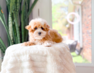 9 week old Maltipoo Puppy For Sale - Simply Southern Pups