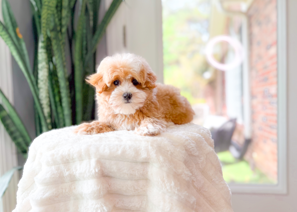 Cute Maltipoo Poodle Mix Pup