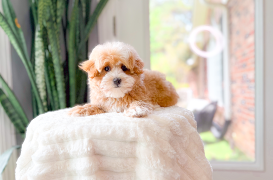 Cute Maltipoo Poodle Mix Pup