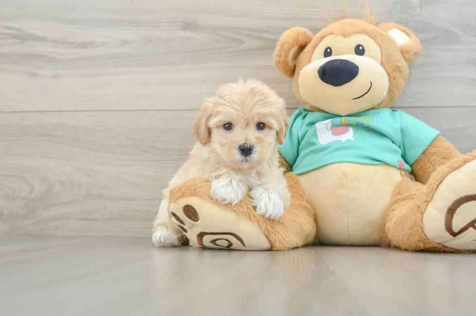 7 week old Maltipoo Puppy For Sale - Simply Southern Pups