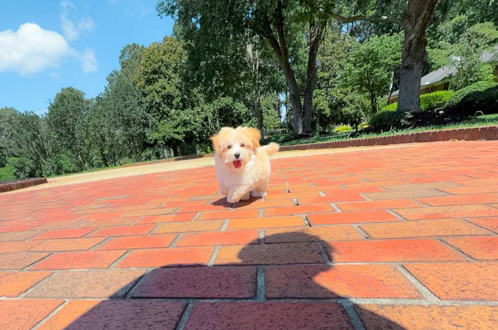 12 week old Maltipoo Puppy For Sale - Simply Southern Pups