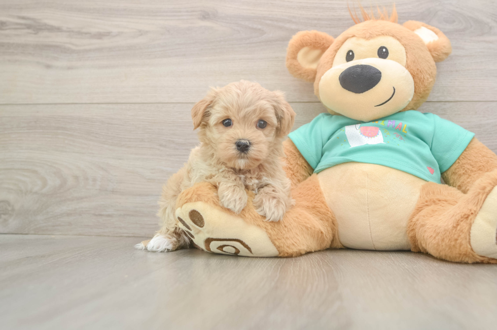 5 week old Maltipoo Puppy For Sale - Simply Southern Pups