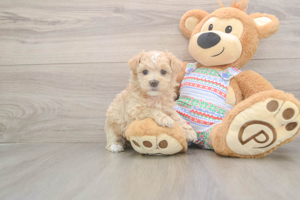 Maltipoo Pup Being Cute