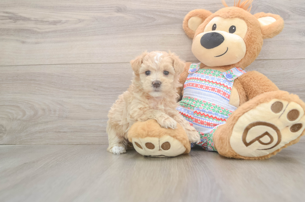 5 week old Maltipoo Puppy For Sale - Simply Southern Pups