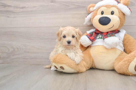 Maltipoo Pup Being Cute
