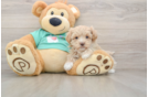 Best Maltipoo Baby