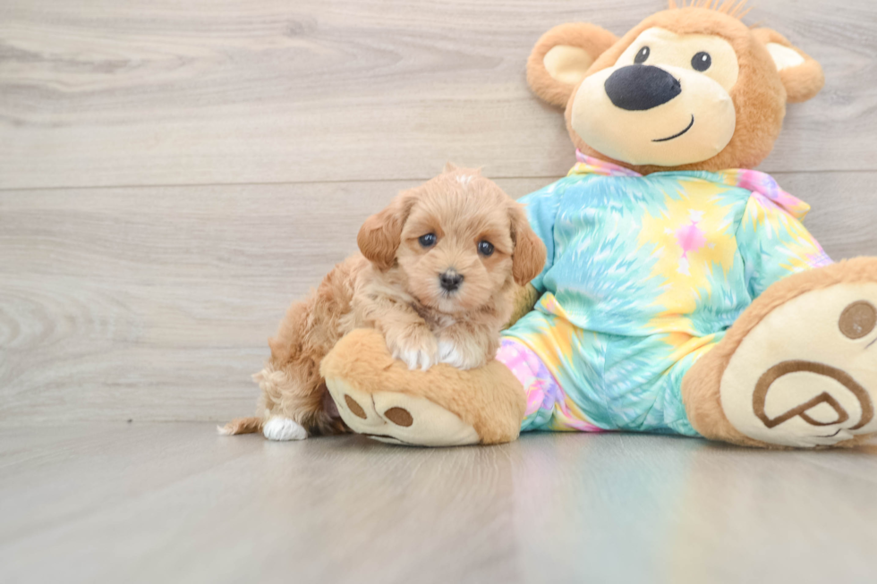 Fluffy Maltipoo Poodle Mix Pup