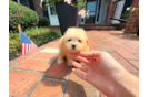Best Maltipoo Baby