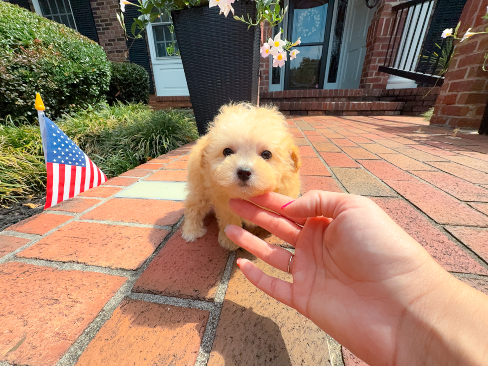Best Maltipoo Baby