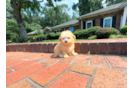 Maltipoo Pup Being Cute