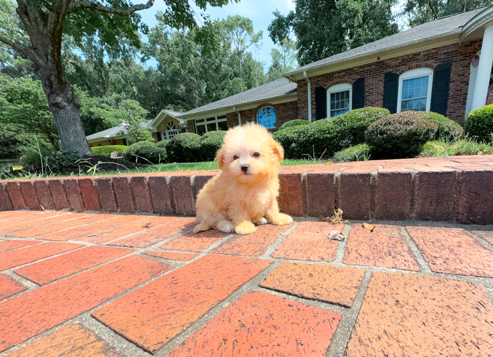 Maltipoo Pup Being Cute