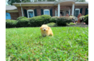 Best Maltipoo Baby