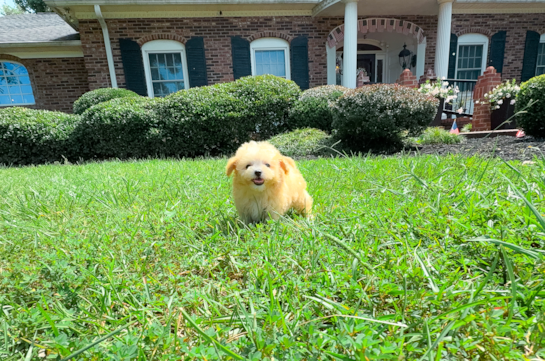 Best Maltipoo Baby