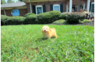 Cute Maltipoo Baby
