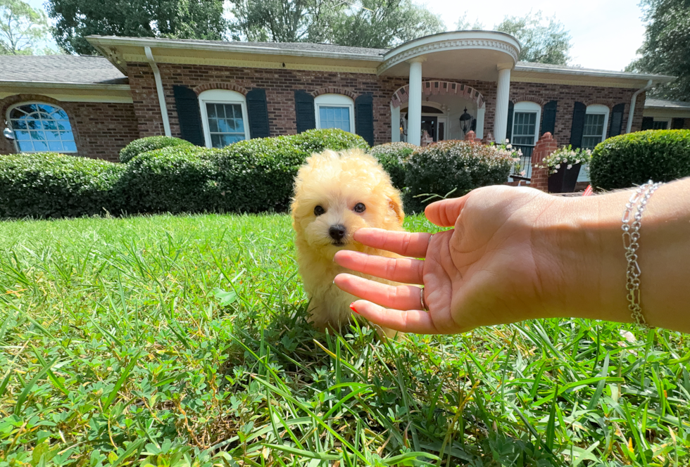 Maltipoo Pup Being Cute