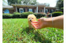 Best Maltipoo Baby