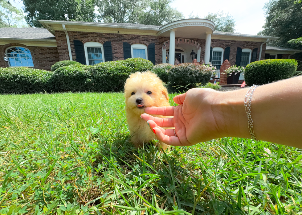 Best Maltipoo Baby